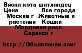 Вяска кота шатландец › Цена ­ 1 000 - Все города, Москва г. Животные и растения » Кошки   . Мордовия респ.,Саранск г.